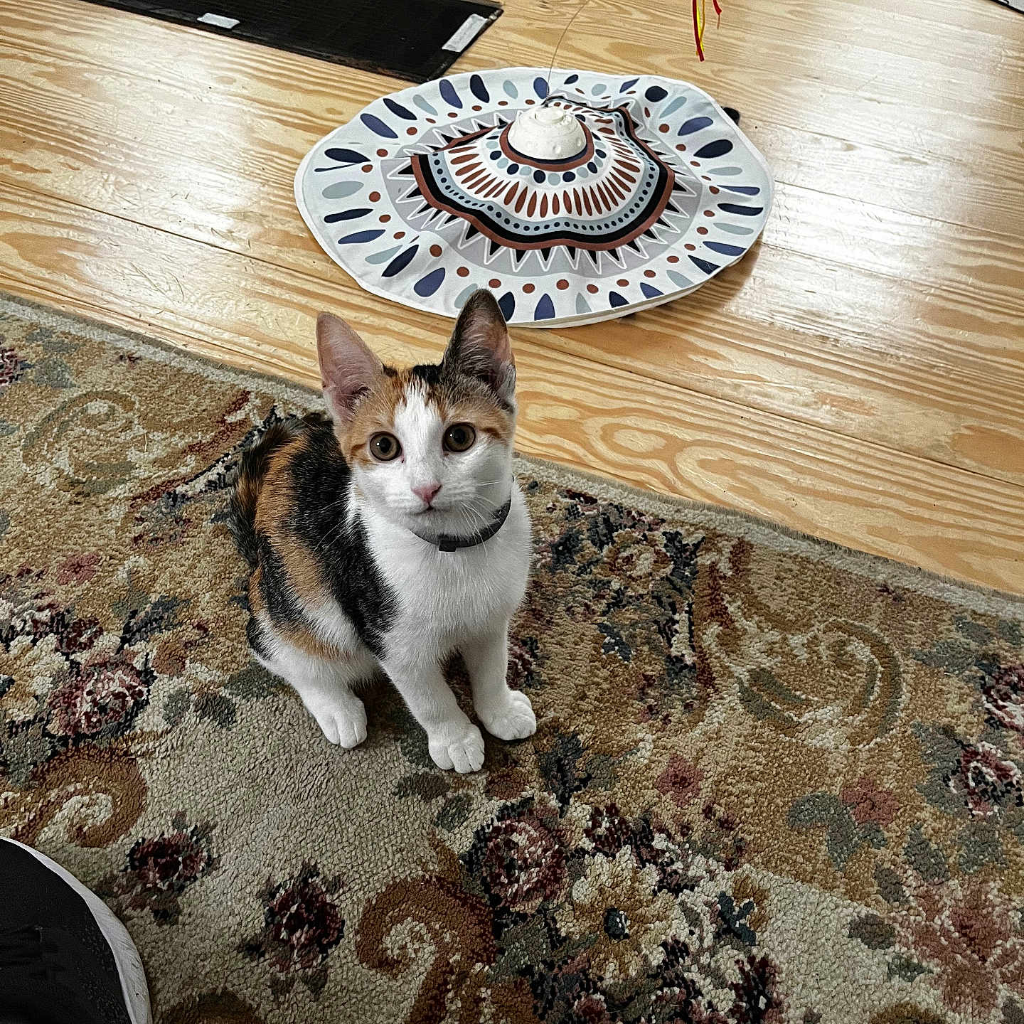 Nova is registered to the contest to win money with this photo: calico_cat, kitten, pet, cat, indoor, wooden_floor, rug, patterned_rug, toy, cat_toy, curious, looking_up, playful, animal, feline, domestic_cat, flooring, colorful, collar, young_cat