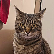 Aria a rejoint le concours — aidez-le/la à gagner de superbes lots ! animal, background, cat, cozy, curious, domestic, ears, eyes, feline, fur, household, indoor, mammal, pet, portrait, red_towel, sitting, striped, tabby, whiskers