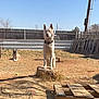 Fang joined the competition — help win amazing prizes! dog, yard, fence, tree_stump, grass, sunlight, outdoor, pet, animal, collar, wooden_fence, blue_sky, dirt, leisure, resting, watchful, daytime, playful, tennis_ball, backyard