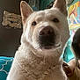 dog, white_dog, close_up, indoor, pet, fur, ears, nose, curious, animal, portrait, face, home, decor, colorful, human_hand, wall_art, canine, companion, friendly