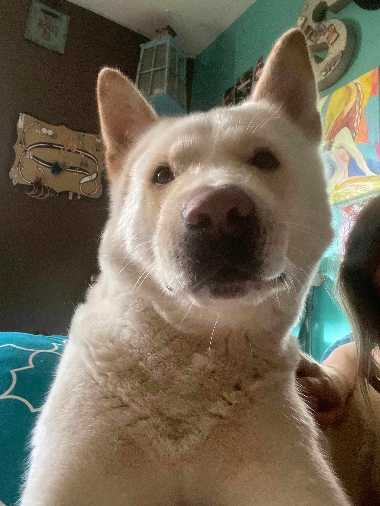 Fang