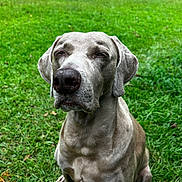 Gemma is registered to the contest to win money with this photo: dog, canine, pet, outdoor, grass, greenery, sitting, nature, animal, fur, ears, snout, nostrils, relaxed, calm, muzzle, portrait, daylight, closeup, mammal