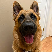 Hercules joined the competition — help win amazing prizes! dog, german_shepherd, pet, indoor, tongue_out, happy, ears, fur, collar, nose, canine, animal, friendly, portrait, looking_at_camera, close_up, house, door, floor, brown_fur