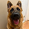dog, german_shepherd, pet, indoor, tongue_out, happy, ears, fur, collar, nose, canine, animal, friendly, portrait, looking_at_camera, close_up, house, door, floor, brown_fur