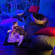 Mayaetzoe a rejoint le concours — aidez-le/la à gagner de superbes lots ! blanket, blue_light, cat, cozy, cushion, domestic_animal, feline, floor, furniture, home, indoor, living_room, pet, pillow, purple_light, relaxing, resting, sofa, tile_floor, two_cats