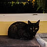 Mayaetzoe participe au concours pour gagner de l'argent avec cette photo : animal, black_cat, blurred, cat, cat_tree, cute, dark, domestic, feline, home, indoor, looking, mammal, night, orange_marking, pet, platform, quiet, resting, window