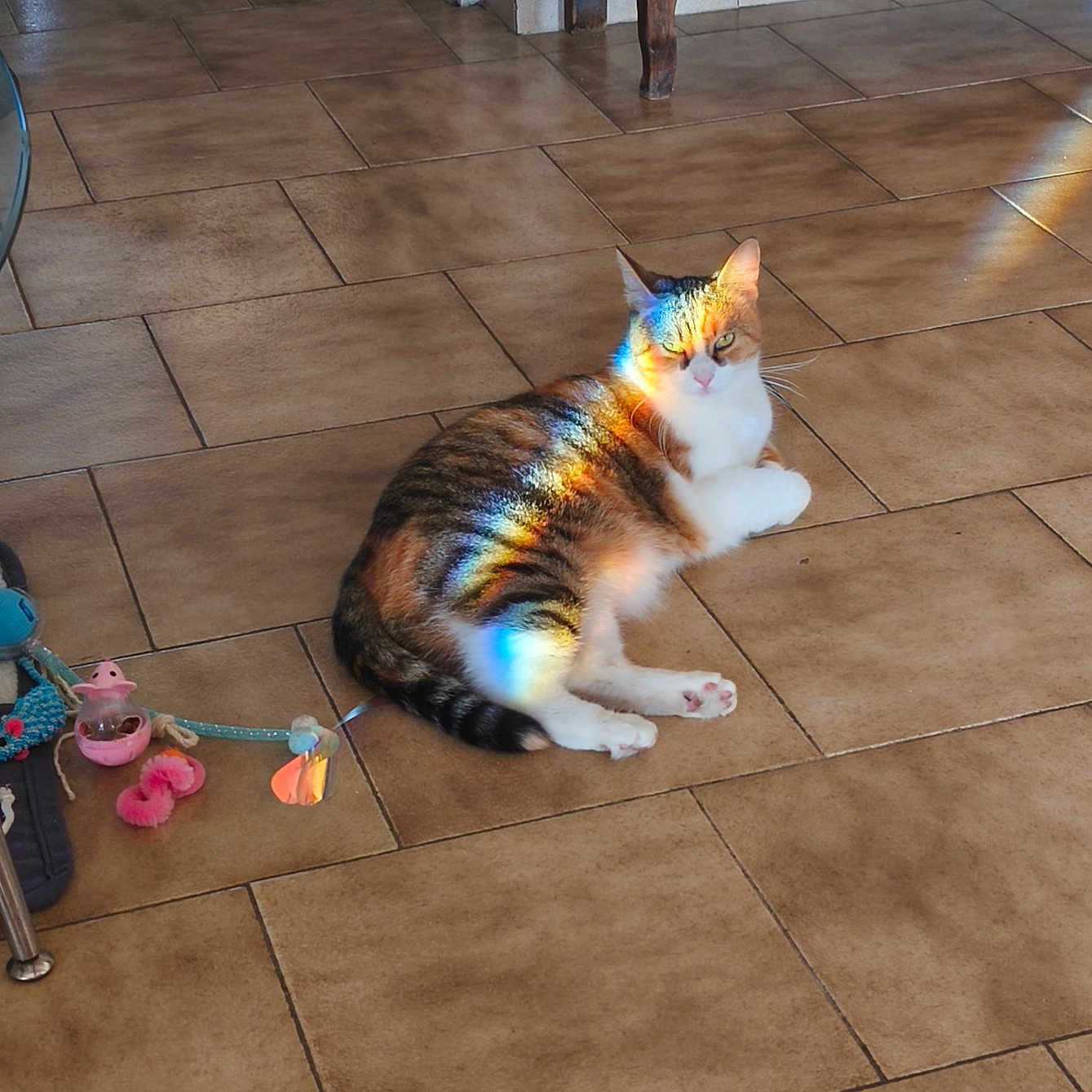 Mayaetzoe participe au concours pour gagner de l'argent avec cette photo : animal, calico_cat, cat, cozy, domestic_cat, feline, floor_tiles, home, household, indoor, laying_down, multicolor, pet_toys, playful, prism, rainbow_light, relaxed, sunlight, tiled_floor, wooden_cabinet