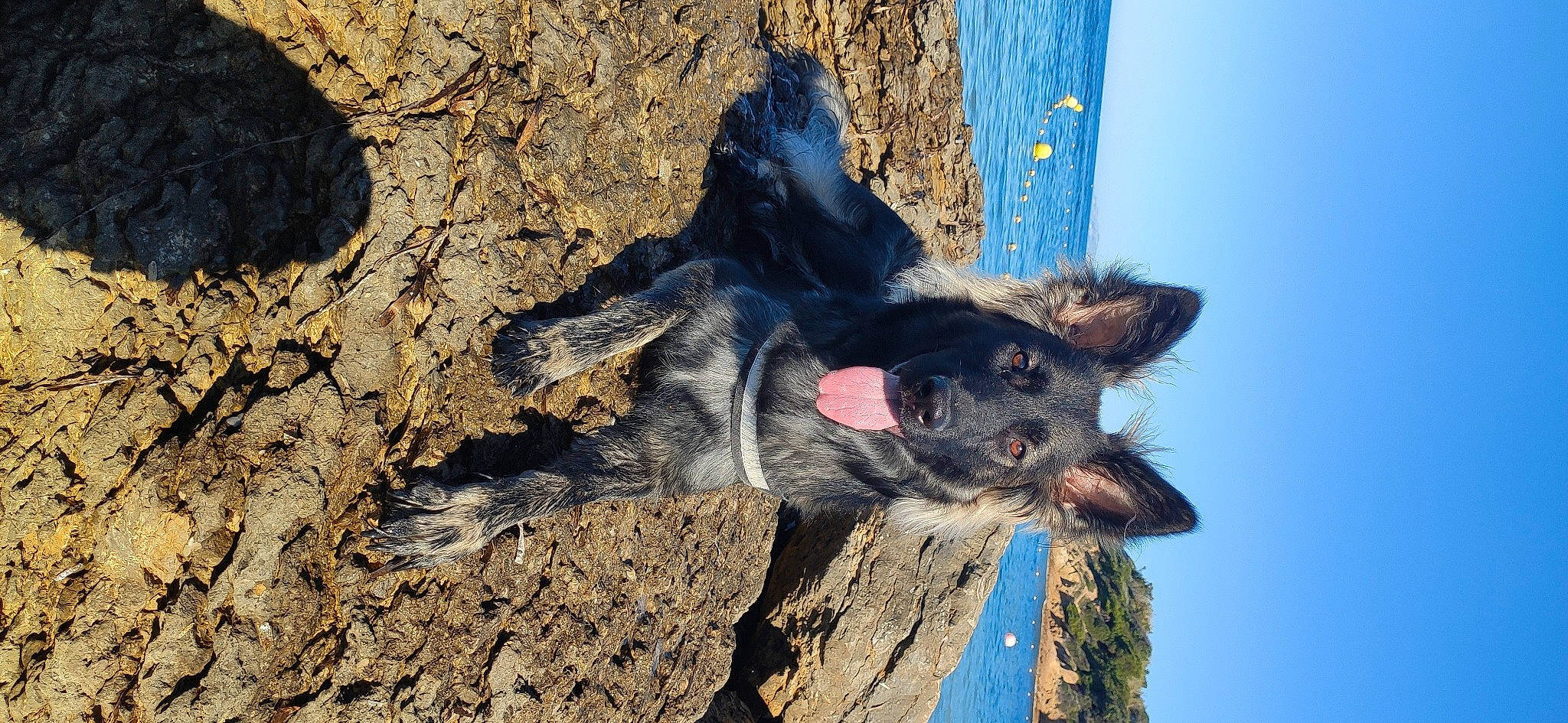 Shadow a rejoint le concours — aidez-le/la à gagner de superbes lots ! australian_stumpy_tail_cattle_dog, canidae, carnivore, companion_dog, dog, dog_breed, dog_supply, fawn, fur, herding_dog, non_sporting_group, paw, sky, snout, soil, sporting_group, terrier, water, working_animal, working_dog