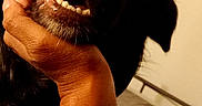 Anakyn participe au concours pour gagner de l'argent avec cette photo : dog, black_dog, close_up, funny, goofy, pet, canine, nose, snout, teeth, open_mouth, floppy_ears, brown_fur, hand, human_hand, indoors, bed, blanket, portrait, warm_lighting