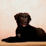 Anakyn a rejoint le concours — aidez-le/la à gagner de superbes lots ! dog, puppy, black_dog, fluffy, lying_down, sitting, portrait, studio, indoor, warm_lighting, peach_background, happy, open_mouth, dark_fur, long_hair, pet, canine, looking_at_camera, animal, photography