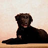 dog, puppy, black_dog, fluffy, lying_down, sitting, portrait, studio, indoor, warm_lighting, peach_background, happy, open_mouth, dark_fur, long_hair, pet, canine, looking_at_camera, animal, photography