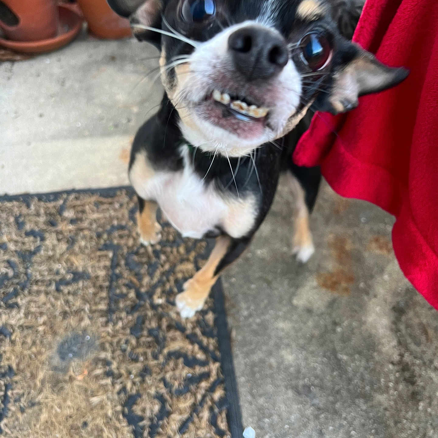 Peanut joined the competition — help win amazing prizes! animal, black_dog, close_up, companion, concrete_floor, dog, doormat, ears, expression, foot, outdoor, paw, pet, pink_nail_polish, potted_plants, red_cloth, small_dog, tan_dog, teeth, whiskers