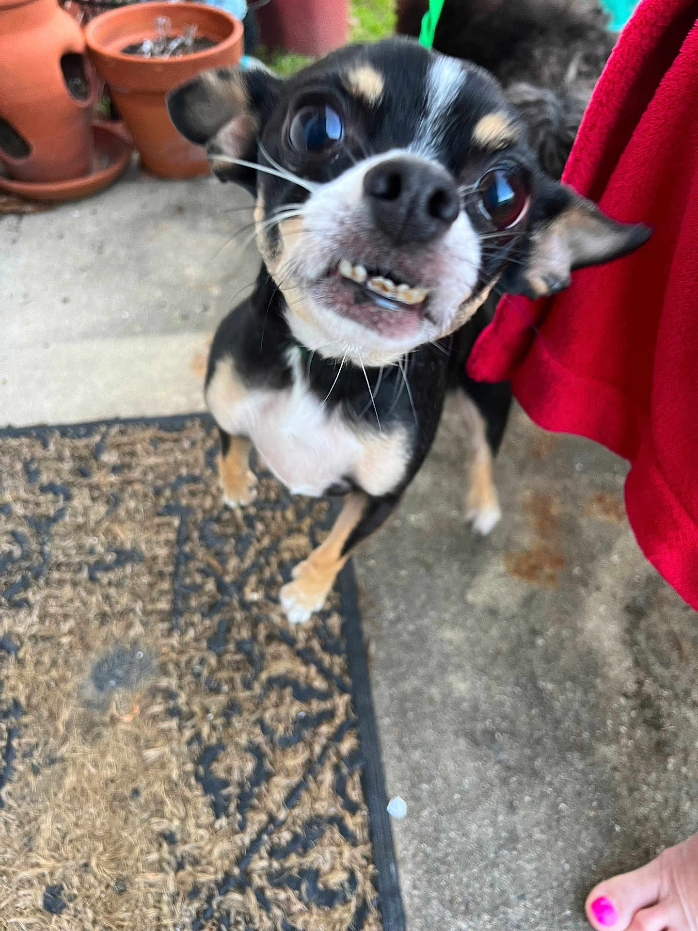 Peanut joined the competition — help win amazing prizes! dog, small_dog, black_dog, tan_dog, close_up, outdoor, doormat, concrete_floor, potted_plants, red_cloth, paw, foot, pink_nail_polish, teeth, expression, ears, whiskers, pet, animal, companion