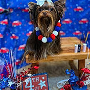 Javier is registered to the contest to win money with this photo: dog, small_dog, yorkshire_terrier, bow, pom_pom_necklace, wooden_bench, patriotic, 4th_of_july, red_white_blue, decorations, celebration, holiday, independence_day, festive, fur, animal, indoors, table, background, closeup