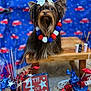 dog, small_dog, yorkshire_terrier, bow, pom_pom_necklace, wooden_bench, patriotic, 4th_of_july, red_white_blue, decorations, celebration, holiday, independence_day, festive, fur, animal, indoors, table, background, closeup