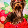 dog, yorkshire_terrier, pet, red_bow, long_hair, groomed, portrait, animal, cute, small_dog, studio_photo, colorful_background, strawberry, prop, whimsical, indoor, fluffy, adorable, closeup, furry