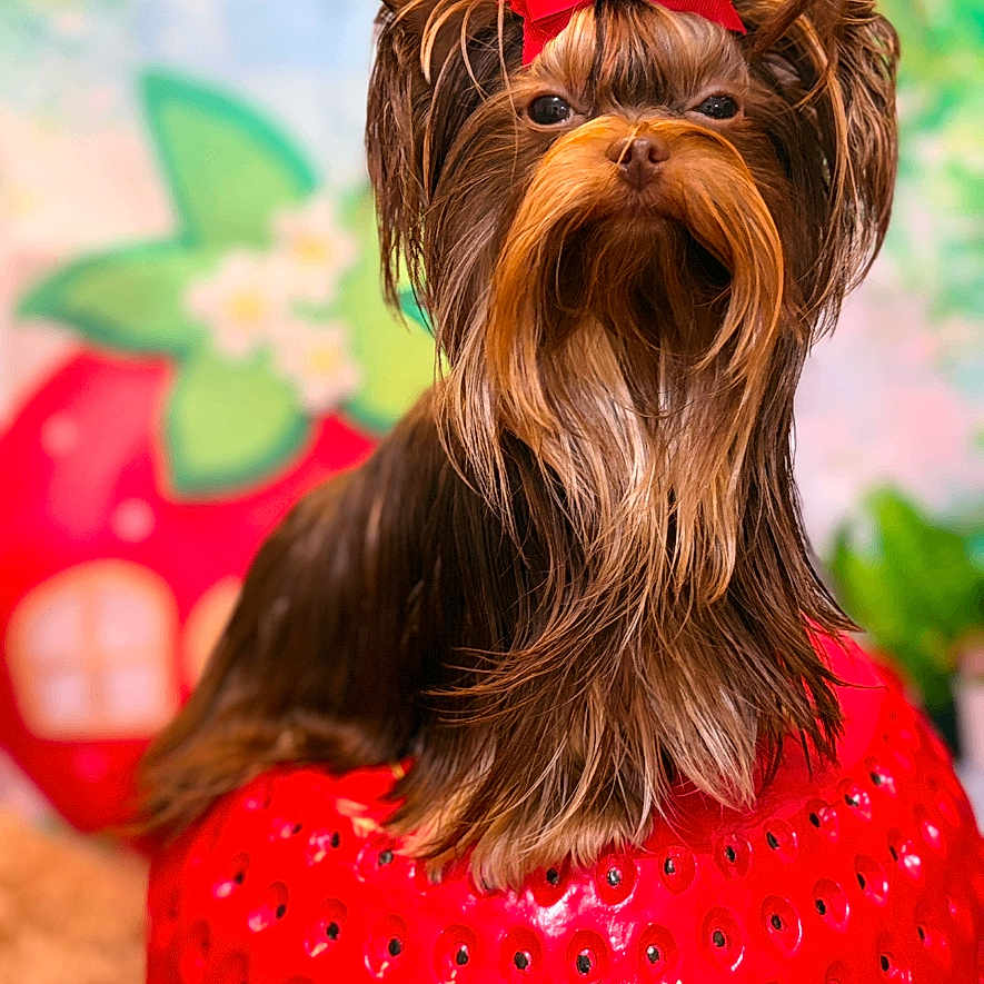 Javier is registered to the contest to win money with this photo: adorable, animal, closeup, colorful_background, cute, dog, fluffy, furry, groomed, indoor, long_hair, pet, portrait, prop, red_bow, small_dog, strawberry, studio_photo, whimsical, yorkshire_terrier