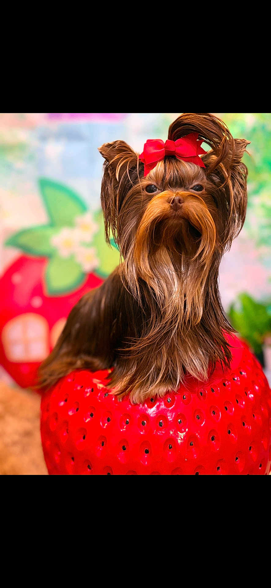 Javier is registered to the contest to win money with this photo: dog, yorkshire_terrier, pet, red_bow, long_hair, groomed, portrait, animal, cute, small_dog, studio_photo, colorful_background, strawberry, prop, whimsical, indoor, fluffy, adorable, closeup, furry