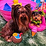 dog, toy, pink, green, rubber_duck, inflatable, flamingo, figurine, drink_toy, summer, cute, furry, pigtails, decor, playful, indoor, colorful, pet, small_dog, carpet