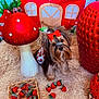 dog, small_dog, bow, red_bow, strawberry_pattern, fluffy_rug, giant_mushroom, red_mushroom, basket, strawberries, stuffed_fruit, decor, background, plush, cute, pet, animal, indoor, colorful, whimsical
