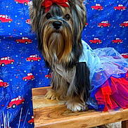 Jade joined the competition — help win amazing prizes! dog, small_dog, tutu, red_bow, wooden_bench, blue_background, red_truck_pattern, fireworks_pattern, fur, pet, cute, costume, celebration, festive, animal, portrait, sitting, indoor, decor, adorable