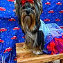 dog, small_dog, tutu, red_bow, wooden_bench, blue_background, red_truck_pattern, fireworks_pattern, fur, pet, cute, costume, celebration, festive, animal, portrait, sitting, indoor, decor, adorable