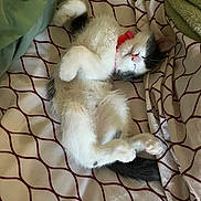 Molly is registered to the contest to win money with this photo: kitten, cat, sleeping, bed, blanket, pattern, collar, fur, pet, cute, cozy, indoor, resting, paw, whisker, tail, animal, domestic, relaxed, soft