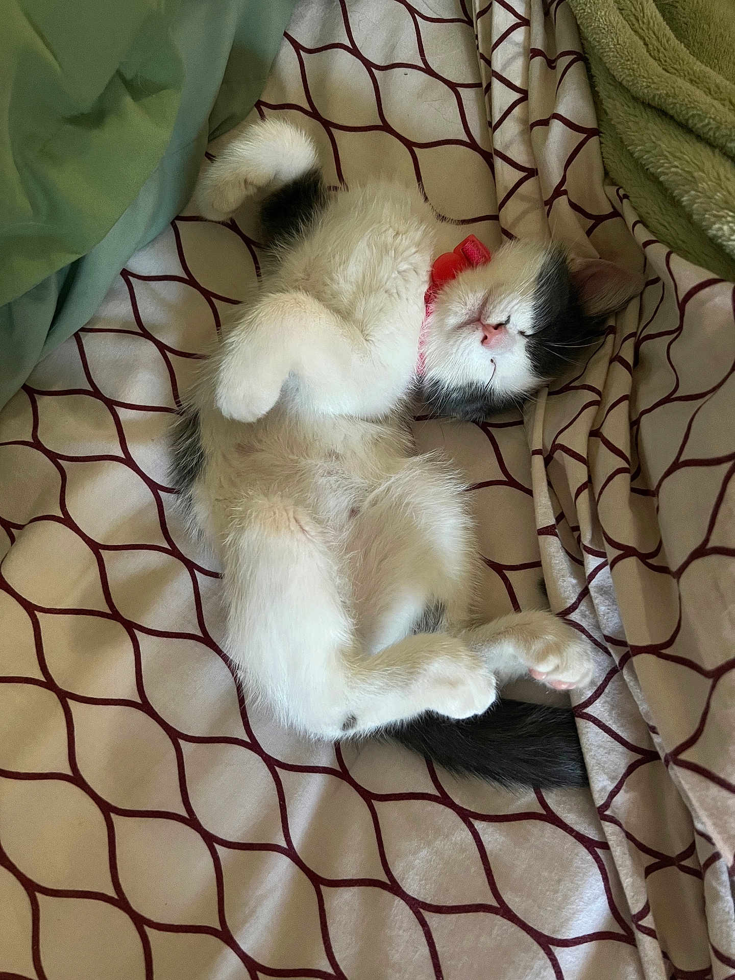 Molly is registered to the contest to win money with this photo: kitten, cat, sleeping, bed, blanket, pattern, collar, fur, pet, cute, cozy, indoor, resting, paw, whisker, tail, animal, domestic, relaxed, soft