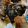 animal, candid, cat, countertop, feline, fur, home, indoor, kitchen, magnets, paper_towel, pet, profile, refrigerator, standing, tortoiseshell_cat, walking, warm_lighting, whiskers, wood_surface