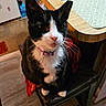 animal, black_and_white, cat, chair, collar, dining_room, dining_table, ears, food, funny, home, indoor, kitchen, pet, plate, portrait, sitting, tuxedo_cat, whiskers, wood_floor