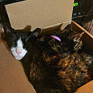 Junior Barn Mama is registered to the contest to win money with this photo: cats, cat, tuxedo_cat, tortoiseshell_cat, pets, feline, cardboard_box, sleeping, curled_up, indoors, cozy, home, kitchen, microwave, holiday_sign, eyeglasses, furniture, brown, black, orange