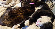 Junior Barn Mama joined the competition — help win amazing prizes! cat, cats, tortoiseshell_cat, tuxedo_cat, pet, animal, sleeping, relaxing, cuddling, blanket, quilt, pillow, recliner, chair, indoors, living_room, person, portrait, cozy, home_decor