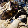 animal, blanket, cat, cats, chair, cozy, cuddling, home_decor, indoors, living_room, person, pet, pillow, portrait, quilt, recliner, relaxing, sleeping, tortoiseshell_cat, tuxedo_cat