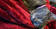 Princess Grace is registered to the contest to win money with this photo: animal, bed, blanket, cat, close_up, cozy, cute, furry, gray_cat, indoors, nap, pet, pink_collar, plaid, portrait, red_blanket, relaxed, resting, sleeping, whiskers