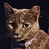 Princess Grace is registered to the contest to win money with this photo: animal, brown_cat, cat, close_up, collar, dark_background, domestic_animal, dramatic_lighting, eyes, face, feline, fur, headshot, indoors, looking_at_camera, pet, photography, portrait, serious_expression, whiskers