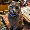 animal, cat, chair, close_up, cluttered_background, collar, cute, desk, funny, gray_cat, green_eyes, indoors, lamp, pet, portrait, sitting, tongue_out, towel, whiskers, wooden_furniture