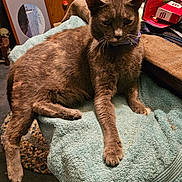 Princess Grace is registered to the contest to win money with this photo: animal, cat, chair, clutter, cozy, ears, eyes, feline, fur, gray_cat, home, indoors, long_legs, lounging, pet, portrait, sitting, towel, whiskers, wood_paneling