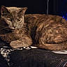 Princess Grace is registered to the contest to win money with this photo: animal, blanket, cat, couch, cozy, ears, feline, fur, gray_cat, indoors, low_light, lying_down, patterned_fabric, pet, portrait, relaxed, short_hair, sleepy, whiskers, yellow_eyes