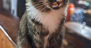 Beast joined the competition — help win amazing prizes! animal, blurred_background, cat, close_up, feline, green_eyes, home, indoor, kitchen, natural_light, pet, pointed_ears, portrait, shallow_depth_of_field, sitting, tabby_cat, whiskers, white_chest, white_paws, wooden_counter