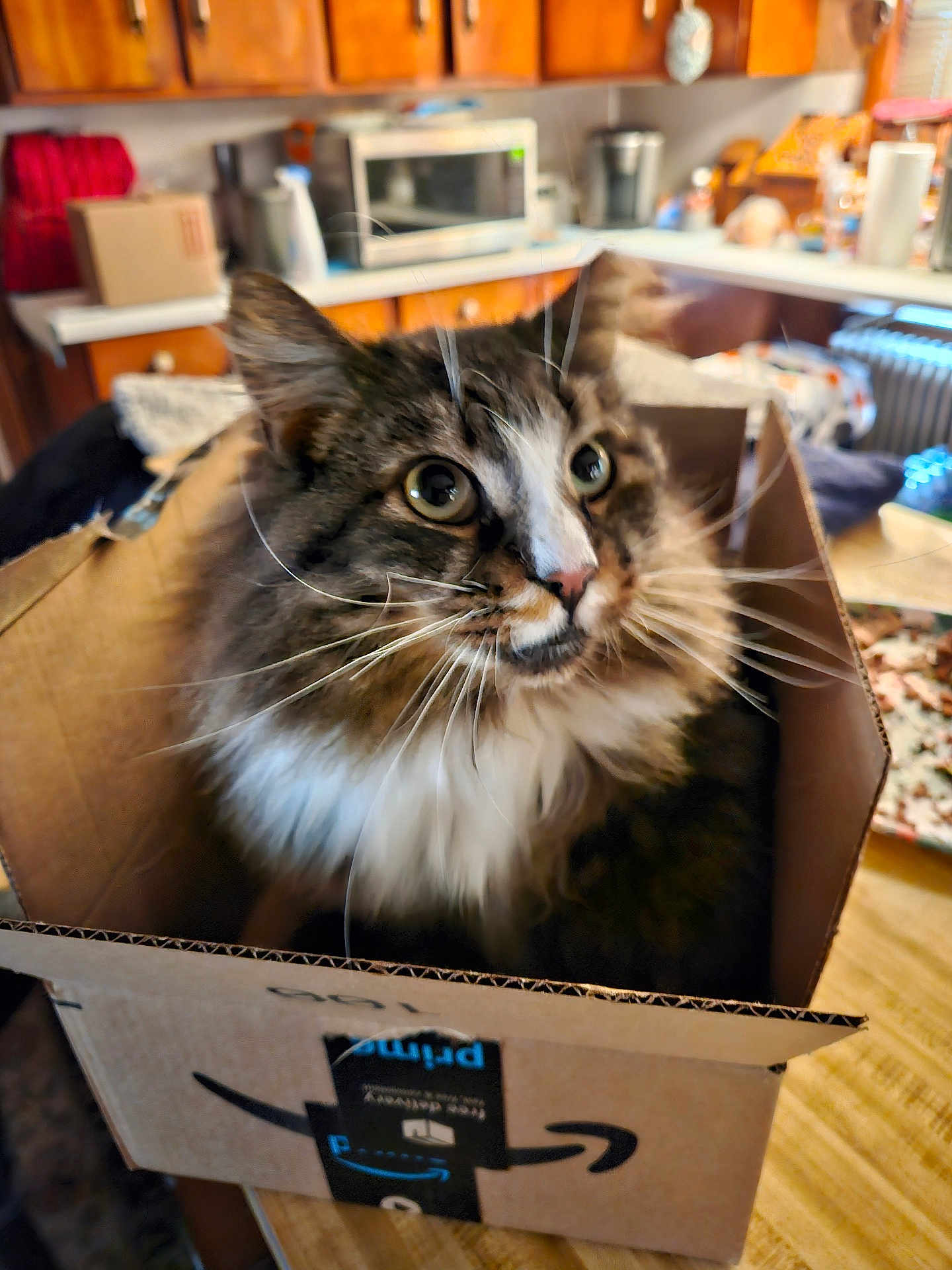 Beast is registered to the contest to win money with this photo: cat, box, amazon_box, indoor, kitchen, table, feline, curious, fluffy, whiskers, brown_fur, white_fur, domestic_cat, pet, close_up, household, cardboard, eyes, cute, animal