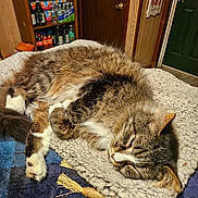 Beast joined the competition — help win amazing prizes! animal, bed, blanket, bottles, cat, cozy, door, fluffy, fur, home, indoors, pantry, paws, pet, relaxed, resting, shelves, sleeping, tabby, whiskers