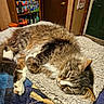 animal, bed, blanket, bottles, cat, cozy, door, fluffy, fur, home, indoors, pantry, paws, pet, relaxed, resting, shelves, sleeping, tabby, whiskers