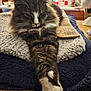 Beast is registered to the contest to win money with this photo: cat, tabby, fluffy, paw, stretching, blanket, cozy, indoor, kitchen, furniture, relaxed, pet, fur, whiskers, domestic_animal, animal, resting, closeup, warm_lighting, household