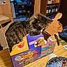 Beast joined the competition — help win amazing prizes! animal, black_and_white, cardboard_box, cat, cat_food, cozy, feline, fluffy, friskies, funny, indoor, kitchen, messy_plate, pet, shelves, shredded_box, sitting, tuxedo_cat, whiskers, wooden_table
