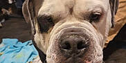 Tank joined the competition — help win amazing prizes! dog, bulldog, close_up, indoor, blanket, furniture, person, arm, floor, pet, animal, face, white, brown, black, nose, wrinkles, expression, household, background