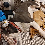 Tank is registered to the contest to win money with this photo: dog, sleeping, brown_dog, white_and_gray_dog, collar, rug, indoor, carpet, shoes, heater, relaxing, pet, friendship, nap, floor, cozy, resting, companion, animal, cute