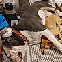 dog, sleeping, brown_dog, white_and_gray_dog, collar, rug, indoor, carpet, shoes, heater, relaxing, pet, friendship, nap, floor, cozy, resting, companion, animal, cute