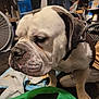 Tank joined the competition — help win amazing prizes! bulldog, dog, pet, indoor, closeup, animal, face, fur, ears, nose, wrinkles, collar, floor, fan, clothing, bag, household, brown, white, sitting
