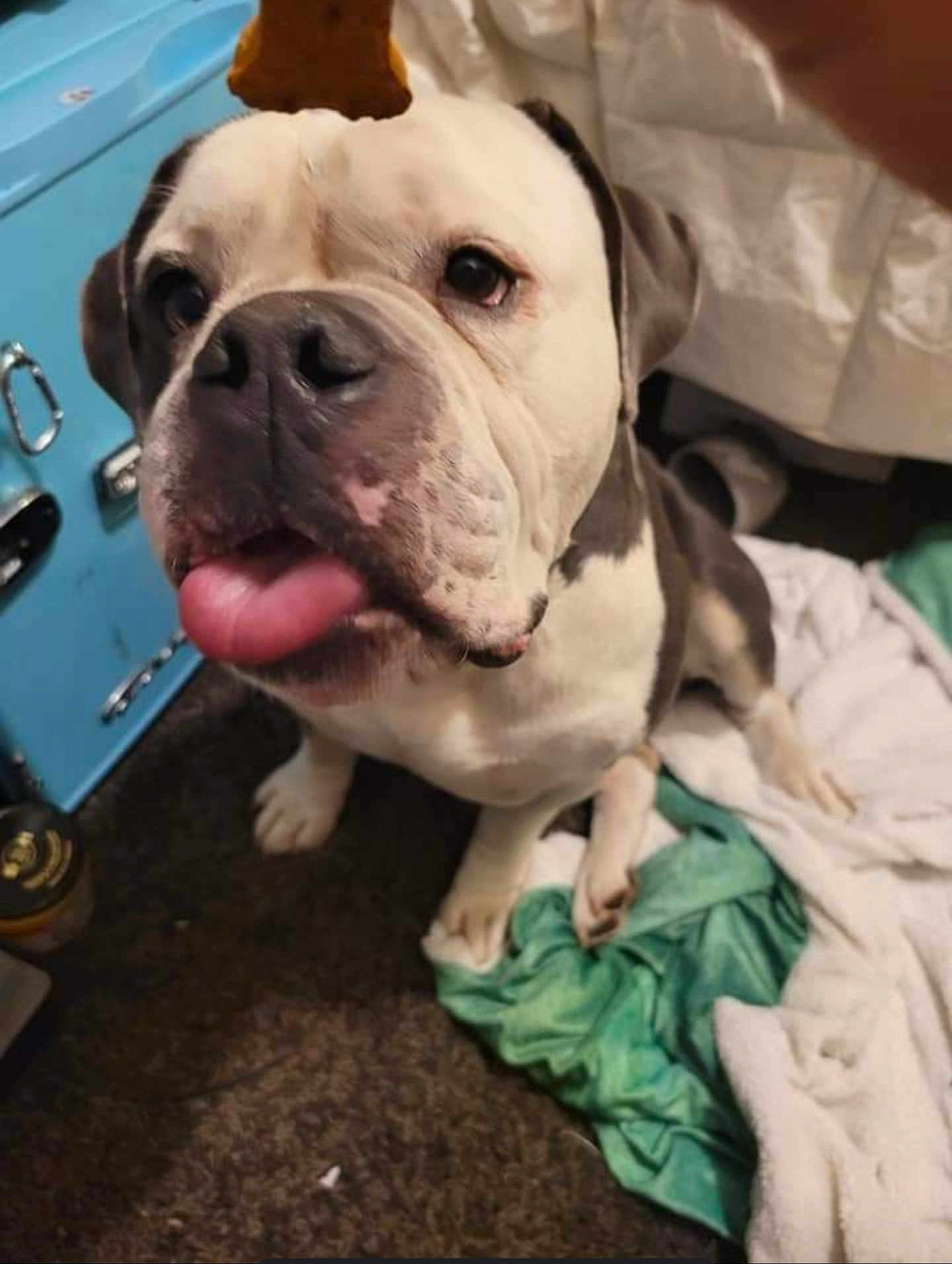 Tank joined the competition — help win amazing prizes! dog, tongue, treat, indoor, blanket, carpet, brown, white, black, pet, playful, animal, closeup, cute, waiting, fur, canine, home, floor, ears