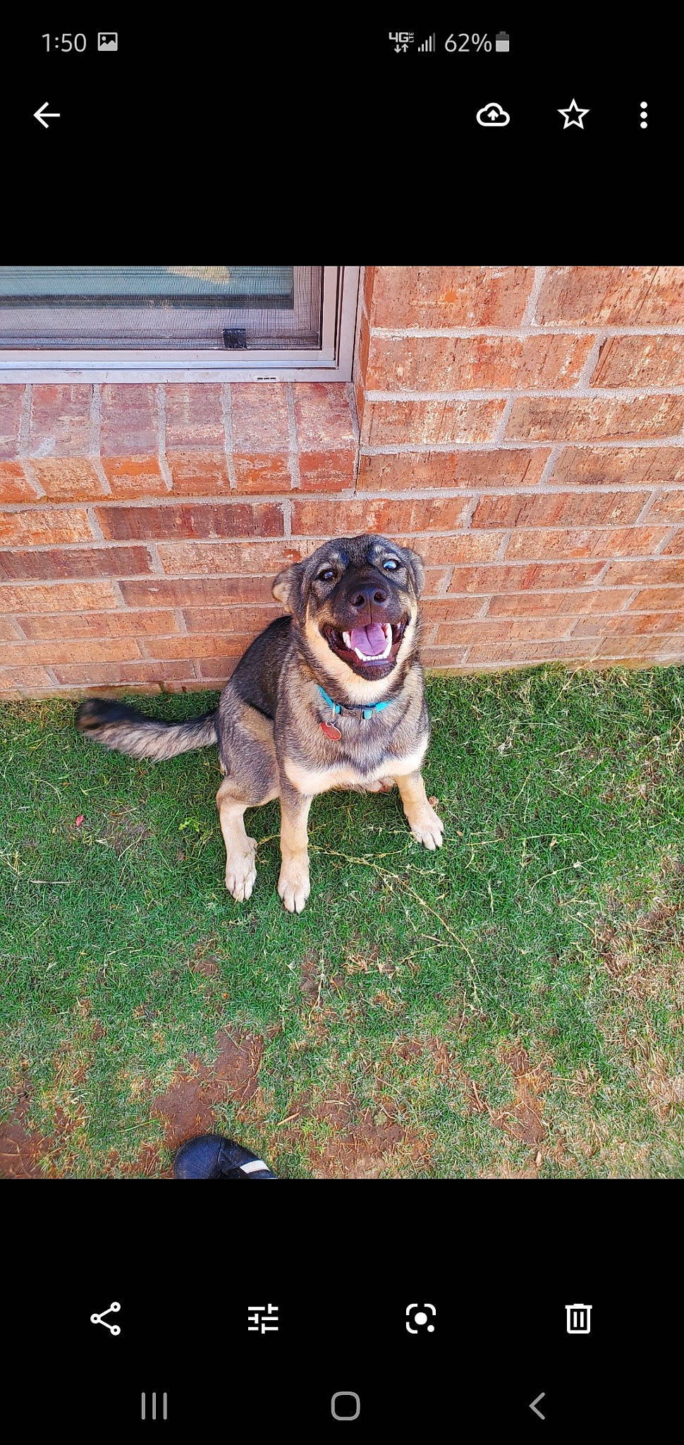 Quinn is registered to the contest to win money with this photo: canidae, carnivore, companion_dog, dog, dog_breed, fawn, grass, mammal, pug, sporting_group, vertebrate